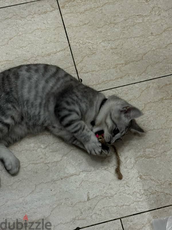 american shorthair cat for adoption للتبني عمره  ٩ اشهر 2