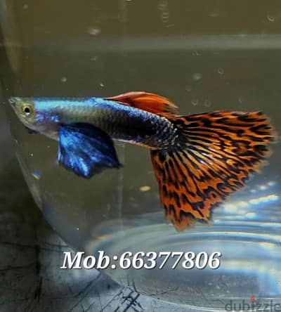 Guppies for sale