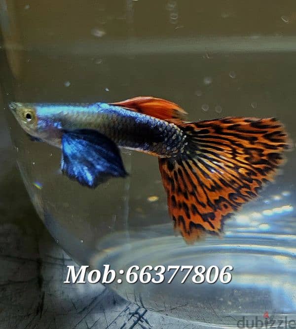 Guppies for sale 0