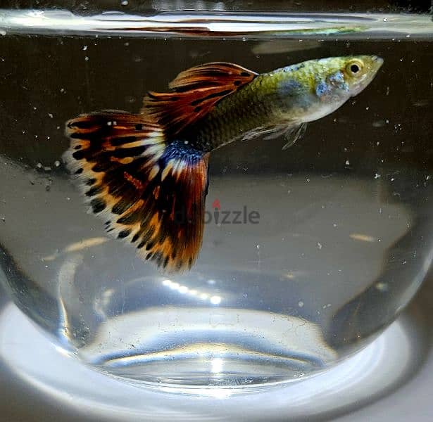 Guppies for sale 1