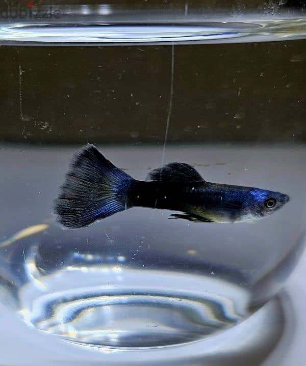 Guppies for sale 4