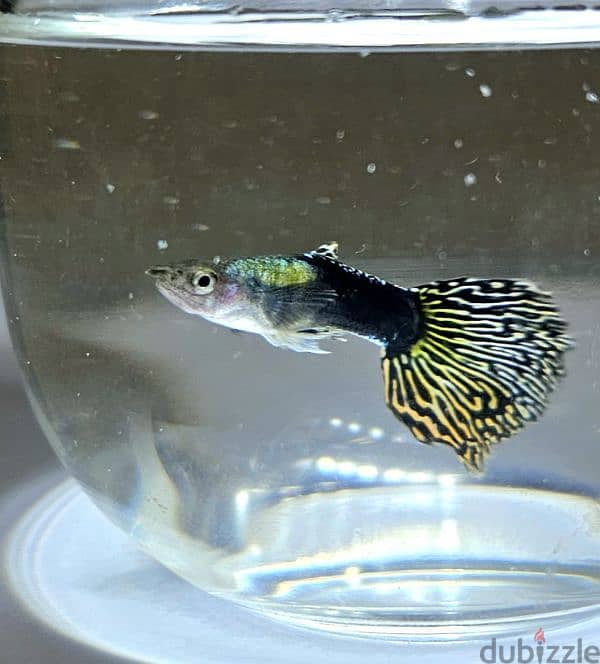 Guppies for sale 6