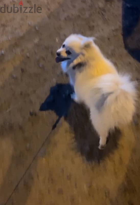 female pure Pomeranian 0