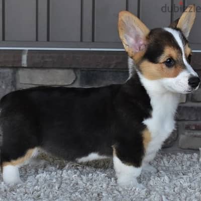 Whatsapp me +96555207281 American Corgi puppies for sale