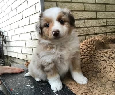 Whatsapp me +96555207281 Australian Shepherd  puppies for sale