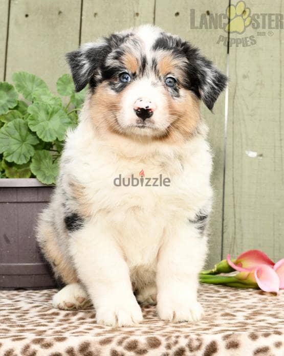 Whatsapp me +96555207281 Australian Shepherd  puppies for sale 1