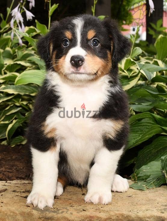 Whatsapp me +96555207281 Australian Shepherd  puppies for sale 2