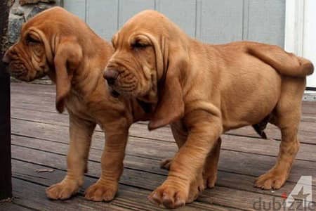 Whatsapp me +96555207281 Bloodhound  puppies for sale