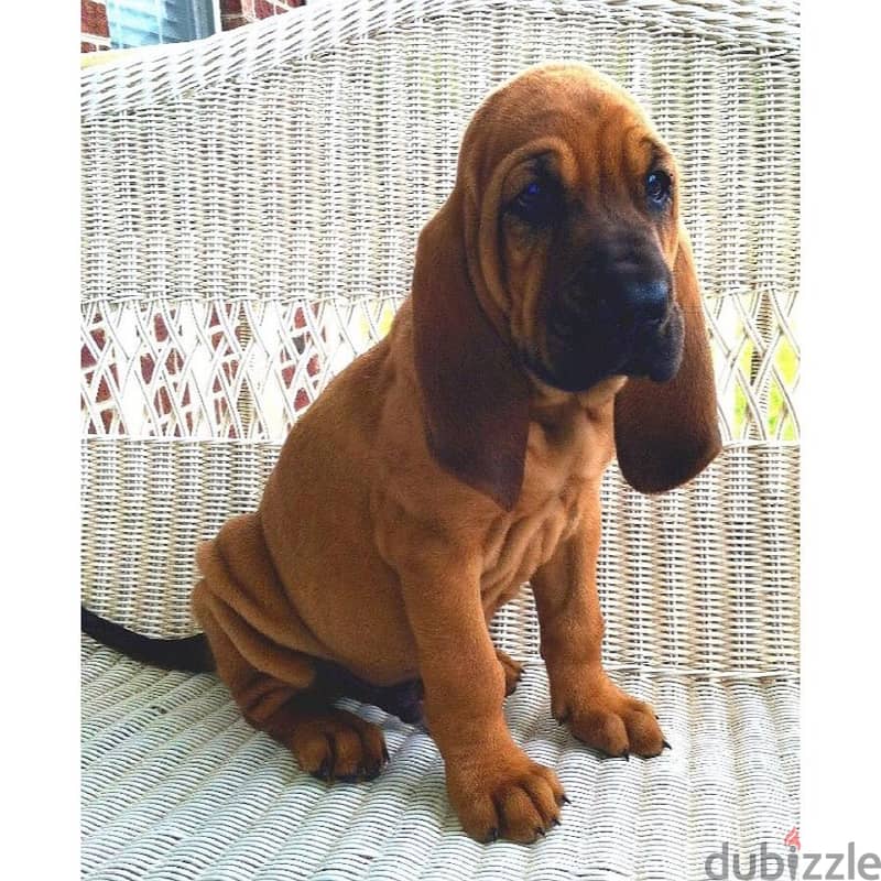 Whatsapp me +96555207281 Bloodhound  puppies for sale 1