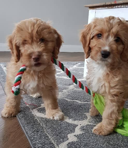 Whatsapp me +96555207281 Cockapoo  puppies for sale 0