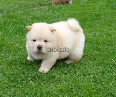 Whatsapp me +96555207281 Chow Chow puppies for sale