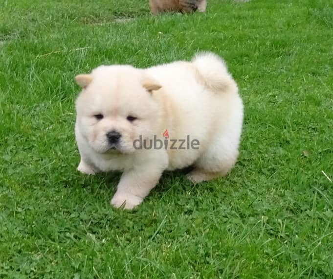 Whatsapp me +96555207281 Chow Chow puppies for sale 0