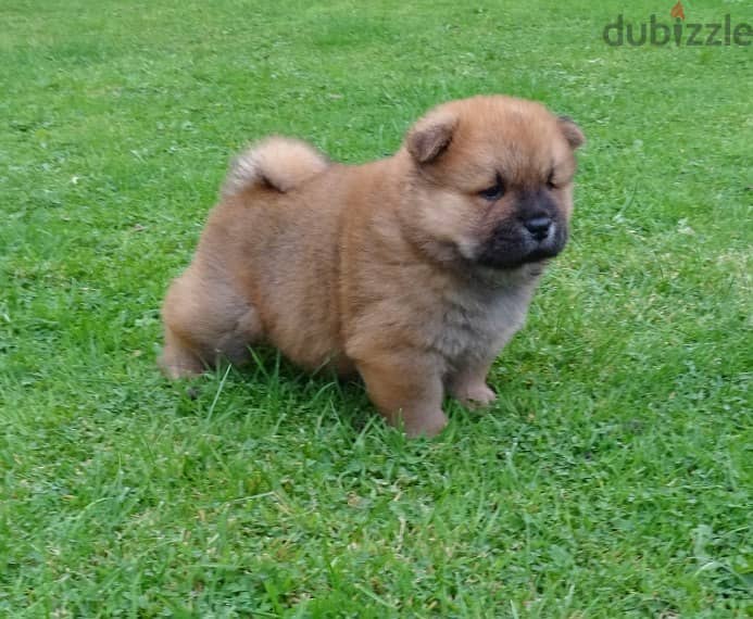 Whatsapp me +96555207281 Chow Chow puppies for sale 2