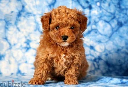 Whatsapp me +96555207281 Double Doodle puppies for sale