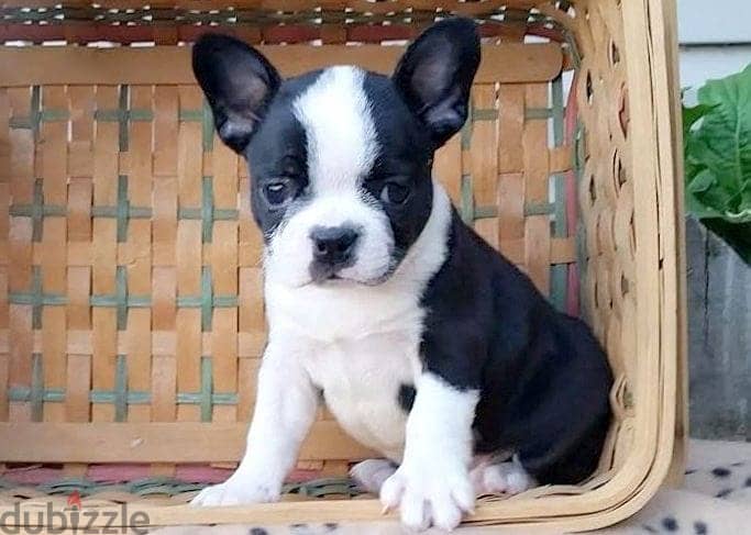 Whatsapp me +96555207281 Frenchton  puppies for sale 1