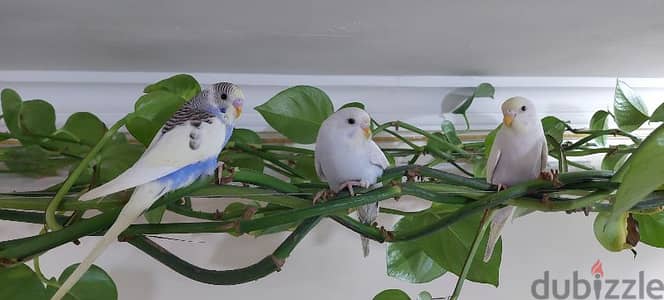 3 budgies for sale im jleeb(Abbasiya )