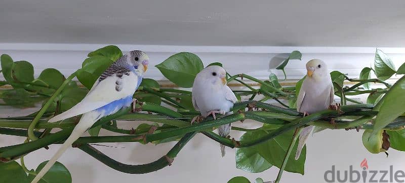 3 budgies for sale im jleeb(Abbasiya ) 0