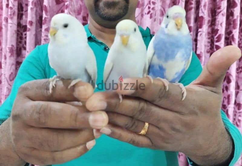 3 budgies for sale im jleeb(Abbasiya ) 1