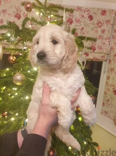 Whatsapp me +96555207281 Goldendoodle  puppies for sale