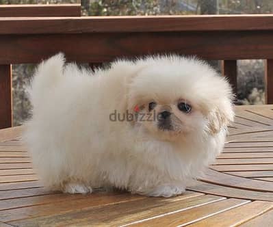 Whatsapp me +96555207281 Pekingese puppies for sale