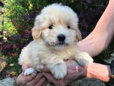 Whatsapp me +96555207281 Poodle puppies for sale