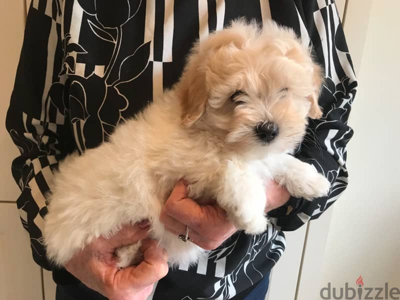 Whatsapp me +96555207281 Poodle puppies for sale 1