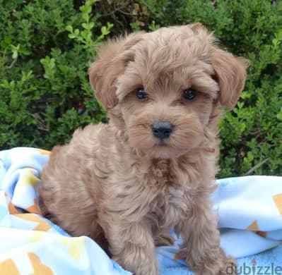 Whatsapp me +96555207281 Schnoodle puppies for sale