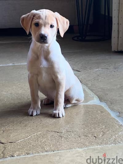 Whatsapp me +96555207281 Labrador puppies for sale