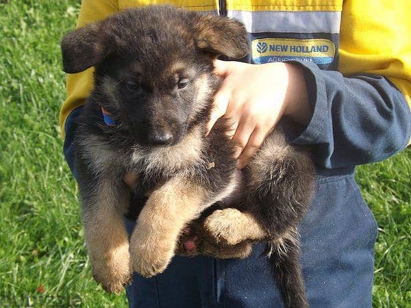 Whatsapp me +96555207281 German Shepherd puppies for sale 1