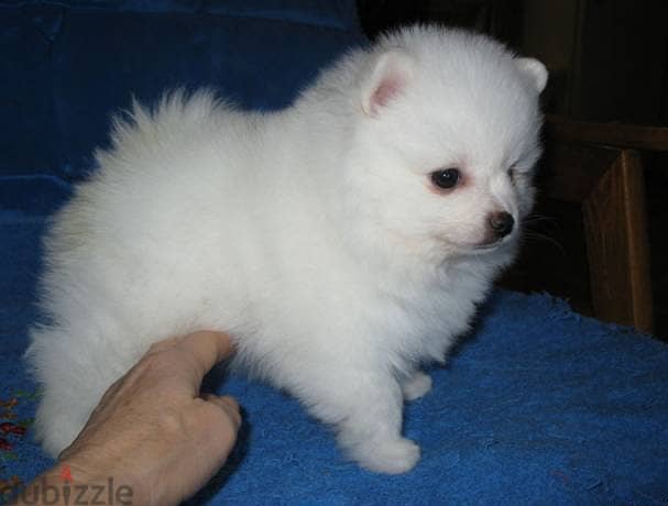 Whatsapp me +96555207281 Pomeranian puppies for sale 1