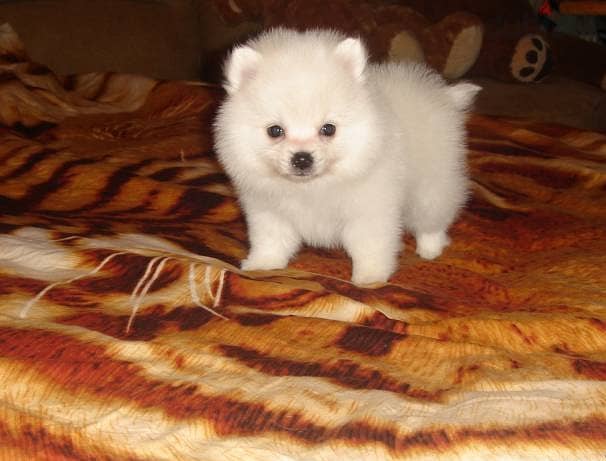 Whatsapp me +96555207281 Pomeranian puppies for sale 2