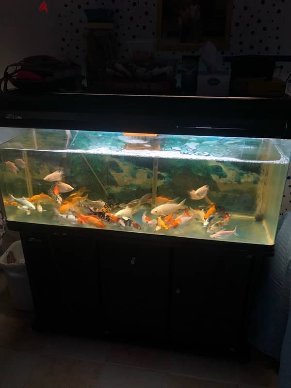 FISH FOR SALE 11