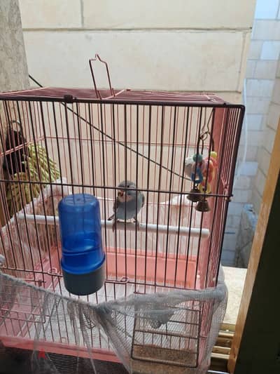 bedge bird @ 2.5 kd w/ cage 60713907