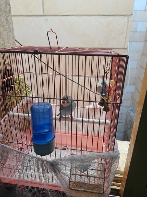 bedge bird @ 2.5 kd w/ cage 60713907 0