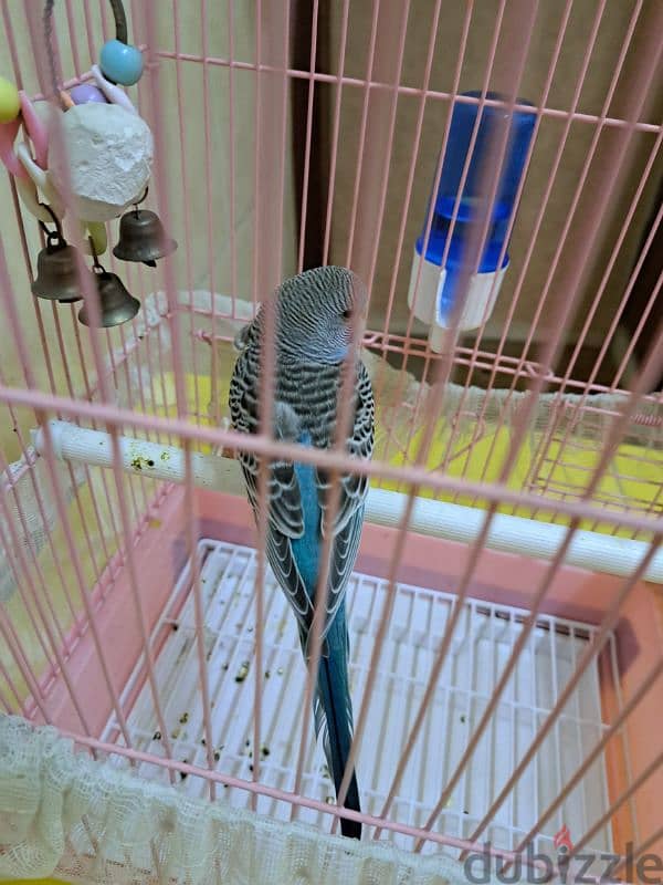 bedge bird @ 2.5 kd w/ cage 60713907 1