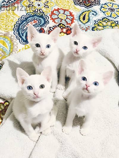 Whatsapp me +96555207281 Khao Manee kittens for sale