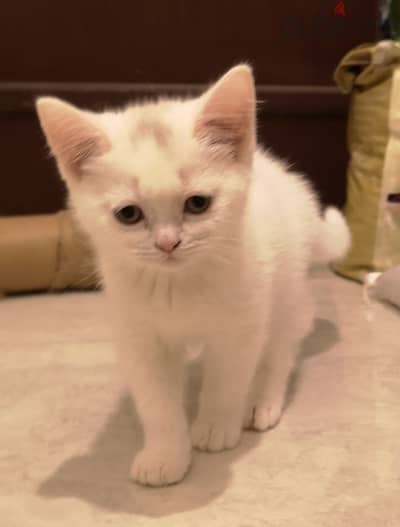 kitten for adoption