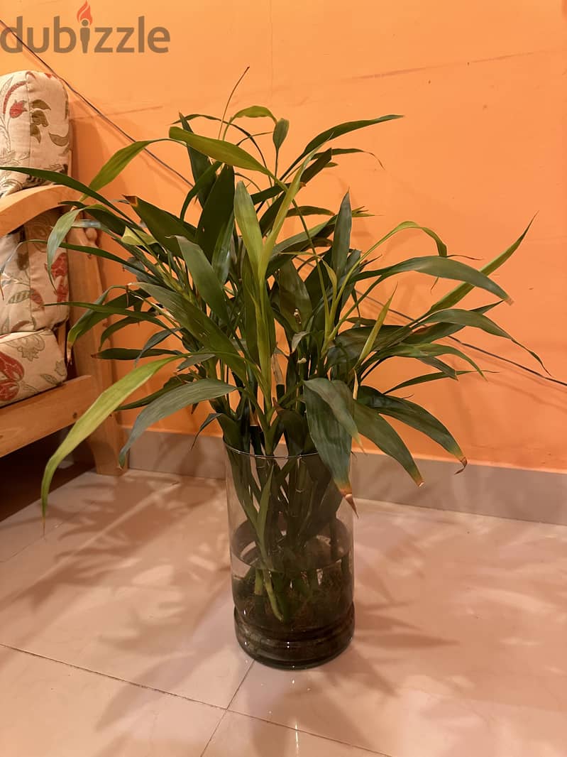 Indoor Plants 2