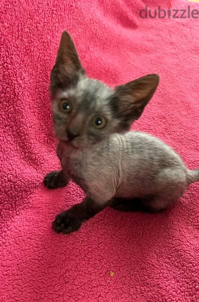 Whatsapp me +96555207281 Lykoi  kittens for sale