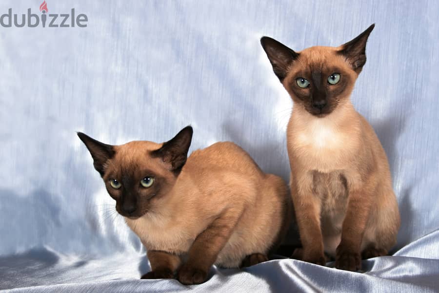 Whatsapp me +96555207281 Tonkinese kittens for sale 1