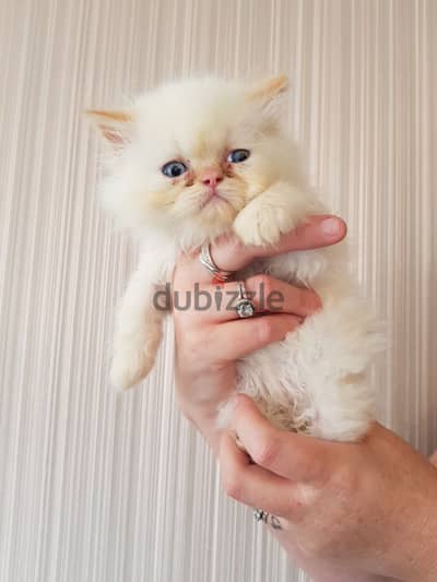 Sweet Persian Kittens For Adoption