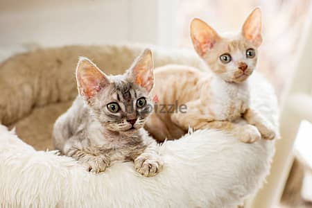 Whatsapp me +96555207281 Cornish Rex kittens for sale