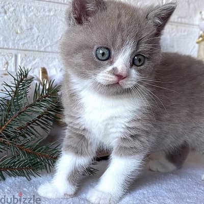 BRITISH SHORTHAIR CATS