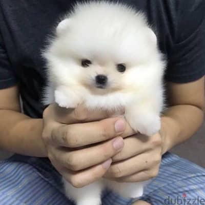 Vaccinated Pomeranian Puppies