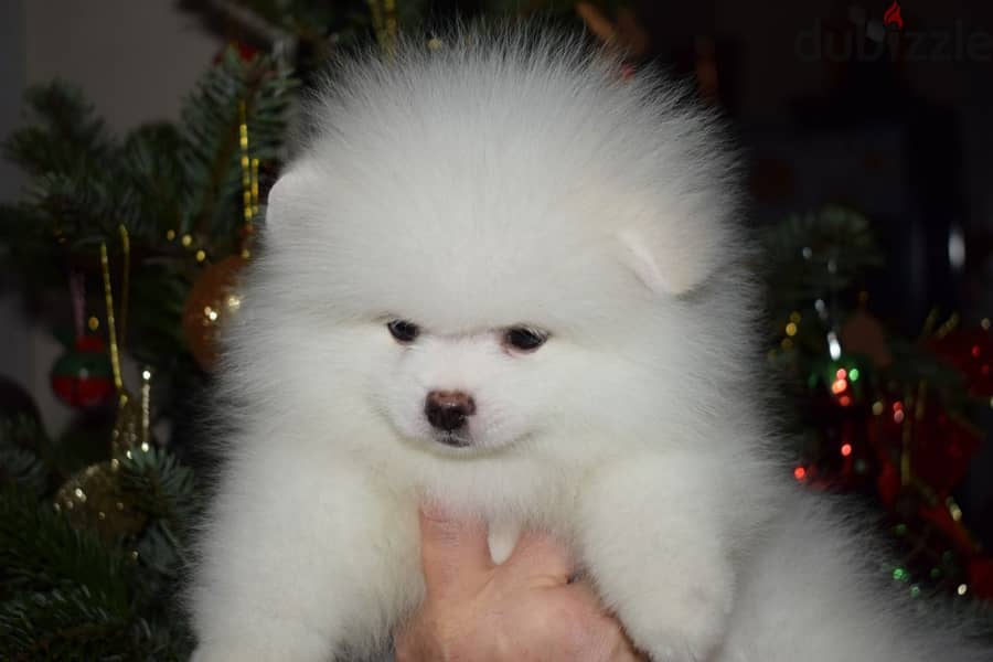 Vaccinated Pomeranian Puppies 1