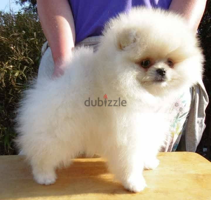 Vaccinated Pomeranian Puppies 2