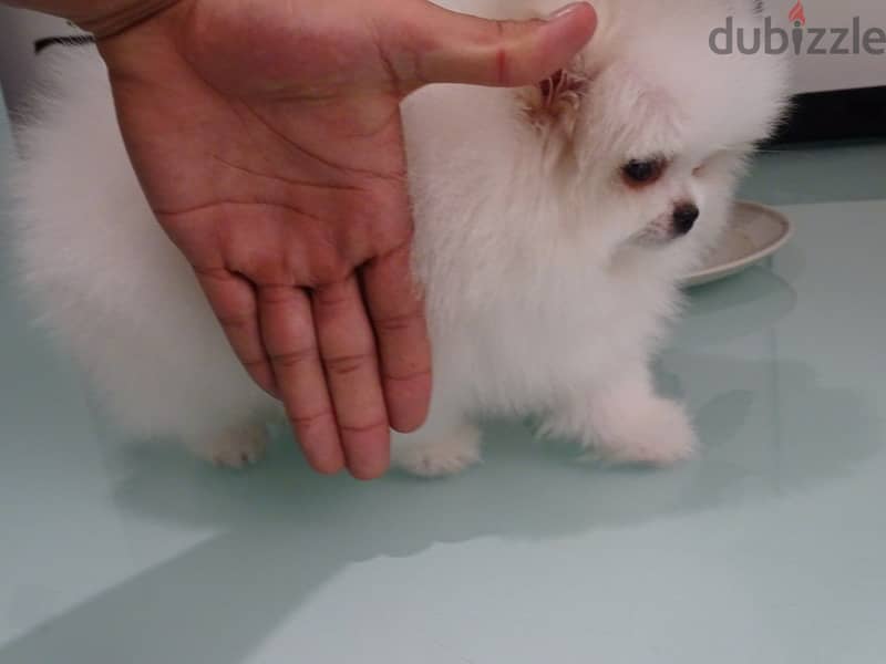 Vaccinated Pomeranian Puppies 3