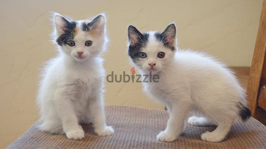 Whatsapp me +96555207281 Japanese Bobtail kittens for sale 1