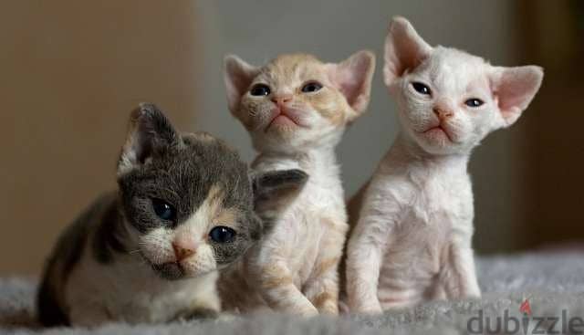 Whatsapp me +96555207281 Devon Rex kittens for sale 2