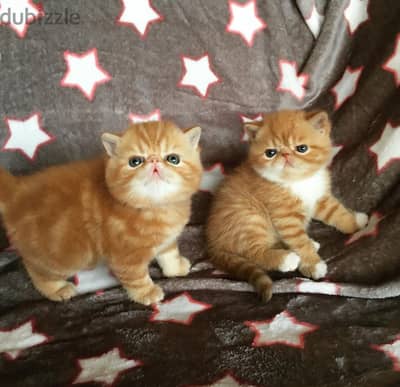 Whatsapp me +96555207281 Exotic Shorthair kittens for sale